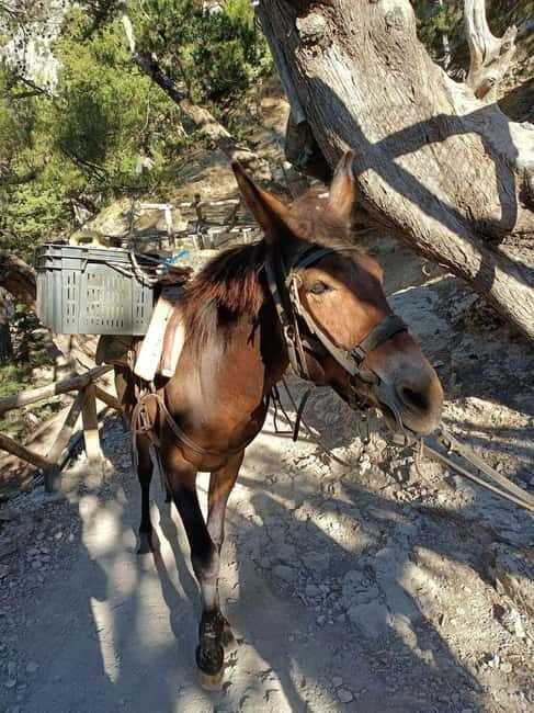 From Chania: Samaria Gorge Hiking Tour Easy Way - The Boat Trip and Time at Agia Roumeli