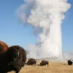 From Cody: Full-Day Yellowstone National Park Tour - Why This Tour Offers Great Value