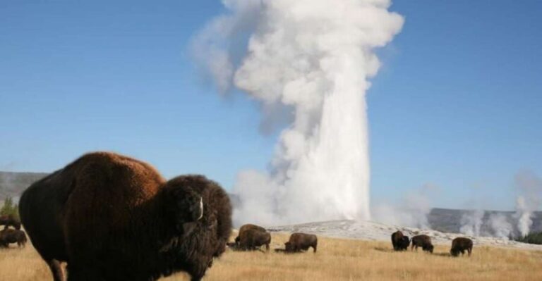 From Cody: Full-Day Yellowstone National Park Tour - Why This Tour Offers Great Value