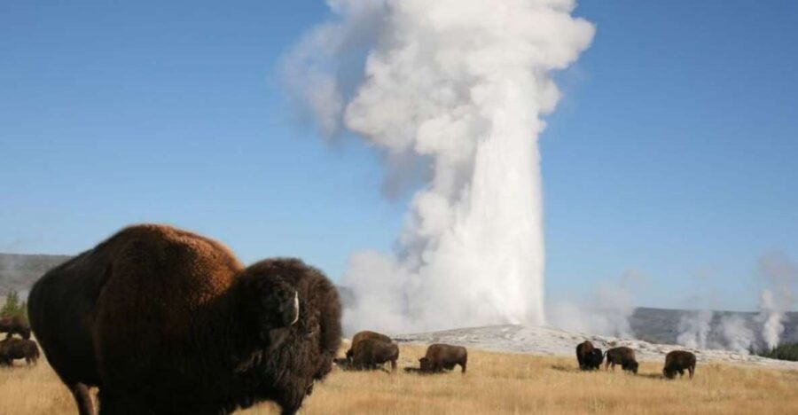 From Cody: Full-Day Yellowstone National Park Tour - Why This Tour Offers Great Value