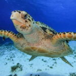 From Cozumel: Starfish, Stingrays and the Turtle Sanctuary - The Value of the Tour