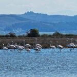 From Durrës: Divjakë-Karavasta National Park Day Trip - The Sum Up