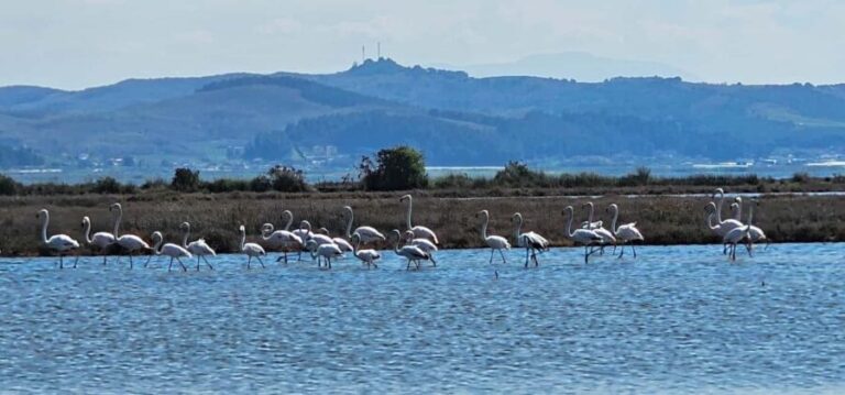 From Durrës: Divjakë-Karavasta National Park Day Trip - The Sum Up