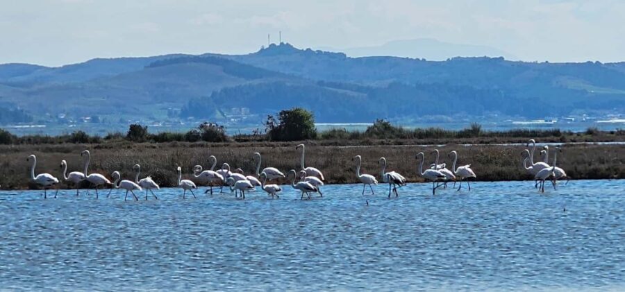 From Durrës: Divjakë-Karavasta National Park Day Trip - The Sum Up