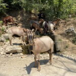 From Durres/Golem: Bovilla lake &Gamti Mountain Private tour - Discovering the Beauty of Bovilla Lake and Gamti Mountain