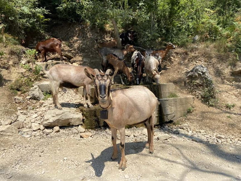 From Durres/Golem: Bovilla lake &Gamti Mountain Private tour - Discovering the Beauty of Bovilla Lake and Gamti Mountain