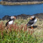 From Edinburgh: 4-Day Mull, Iona, and Staffa Islands Tour - Day 2: Wildlife Wonders and Fingal’s Cave