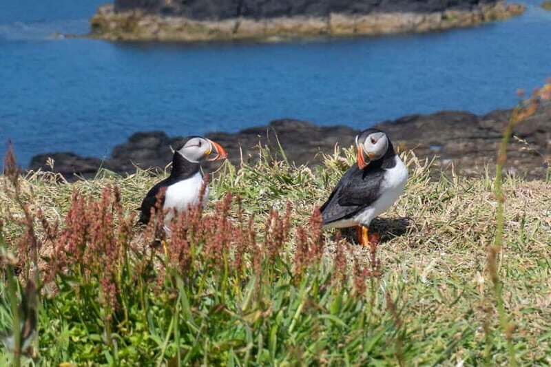 From Edinburgh 4 Day Mull Iona And Staffa Islands Tour