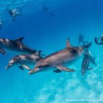 From Fort Lauderdale: Bimini Island Day Trip by Ferry - The Itinerary Breakdown: What to Expect