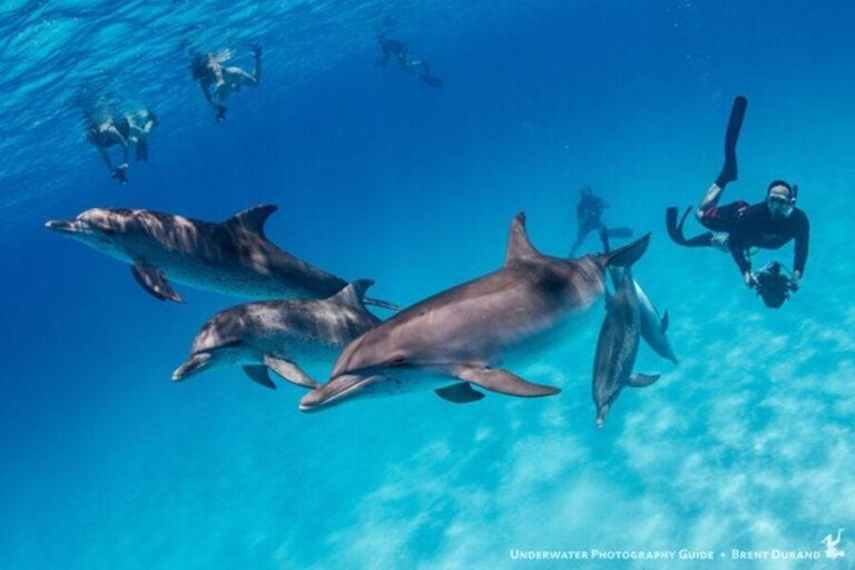 From Fort Lauderdale: Bimini Island Day Trip by Ferry - The Itinerary Breakdown: What to Expect