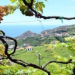From Funchal: Madeira Wine Tour, Cable Car & Typical Lunch - Discovering Madeira’s Vineyards and Landscape