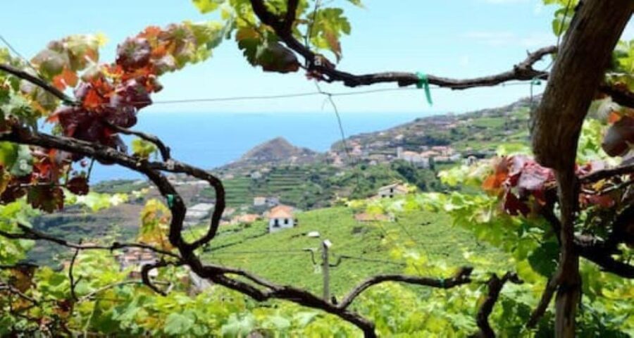 From Funchal: Madeira Wine Tour, Cable Car & Typical Lunch - Discovering Madeira’s Vineyards and Landscape