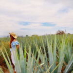 From Guadalajara: Tequila Town and Cantarito Making Tour - An In-Depth Look at the Tour Experience