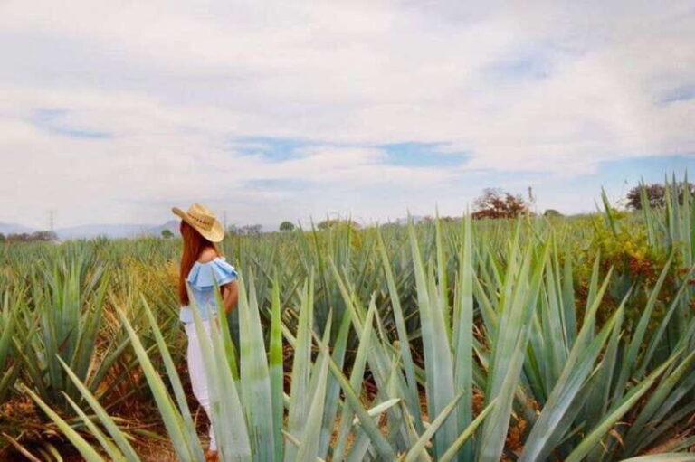 From Guadalajara: Tequila Town and Cantarito Making Tour - An In-Depth Look at the Tour Experience