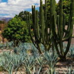 From Guadalajara to Tequila and Teuchitlan: Motorcycle Tour - What to Expect: Day-to-Day Breakdown