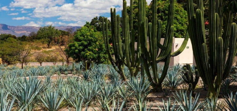 From Guadalajara to Tequila and Teuchitlan: Motorcycle Tour - What to Expect: Day-to-Day Breakdown