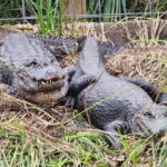 From Houston: Crocodile Encounter Entry Ticket - Why This Experience Provides Value