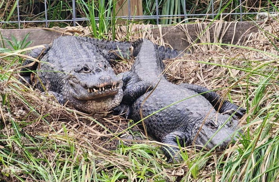 From Houston: Crocodile Encounter Entry Ticket - Why This Experience Provides Value