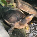 From Huatulco: Crocodile and Turtle Eco-Tour - Final Thoughts