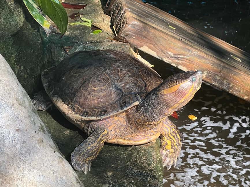 From Huatulco: Crocodile and Turtle Eco-Tour - Final Thoughts