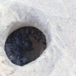 From Huatulco: Turtle Release & Bioluminescent Plankton - Who Will Love This Tour?