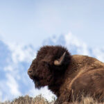 From Jackson: Grand Teton Sunset and Sightseeing Tour - What the Reviews Tell Us