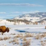 From Jackson: Yellowstone Grand Canyon Snowmobile Tour - Exploring the Yellowstone Grand Canyon Snowmobile Tour