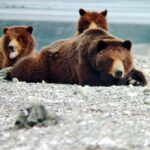 From Juneau: Pack Creek Bear Viewing Adventure - The Practicalities: What You Need to Know