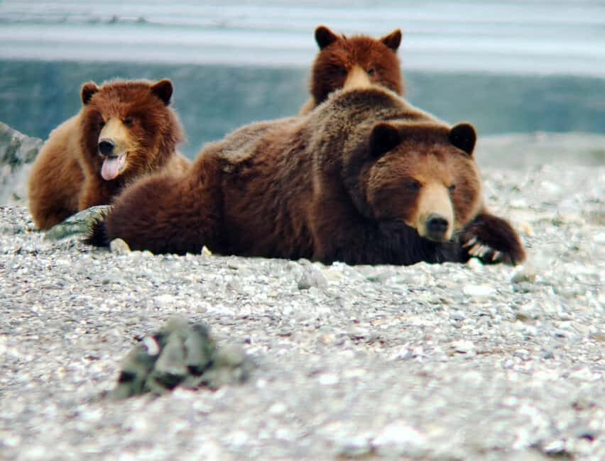 From Juneau: Pack Creek Bear Viewing Adventure - The Practicalities: What You Need to Know
