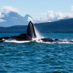 From Juneau: Whale Watching Cruise with Snacks - What Makes This Tour Stand Out?