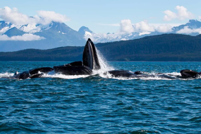 From Juneau: Whale Watching Cruise with Snacks - What Makes This Tour Stand Out?