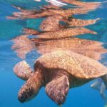 From Ka'anapali: West Maui Half-Day Snorkel Tour w/ Food - The Voyage and Snorkel Spots