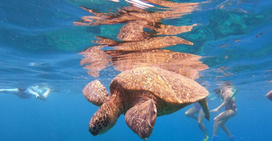 From Ka'anapali: West Maui Half-Day Snorkel Tour w/ Food - The Voyage and Snorkel Spots