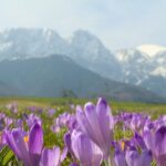 From Krakow: Full-Day Tour of Zakopane and Tatra Mountains - Is This Tour Worth It?