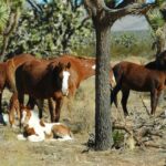 From Las Vegas: Grand Canyon West 5-in-1 Tour with Rim Lunch - Why This Tour Offers Good Value