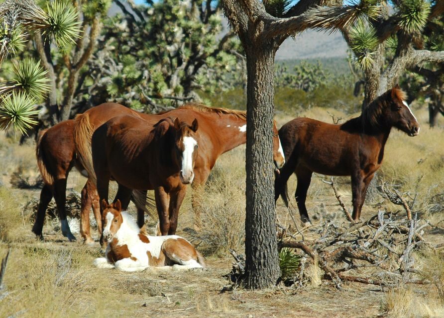 From Las Vegas: Grand Canyon West 5-in-1 Tour with Rim Lunch - Why This Tour Offers Good Value
