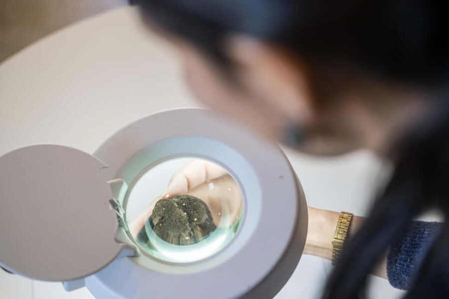 From location: Truffle farm visit, culinary workshop, meal - Practical Details and Tips