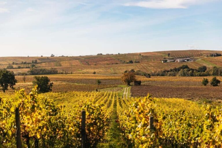 From Lyon: Beaujolais Wine Tour with Tastings - Why You’ll Love This Beaujolais Tour