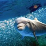 From Ma'alaea: AM Turtle Town Snorkel Aboard Quicksilver - Who Should Consider This Tour