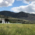 From Malaga: Antequera Heritage and Oil Mill land - The Practical Side: What to Expect