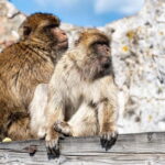 From Málaga: Gibraltar Day Trip - The Real Value for Travelers