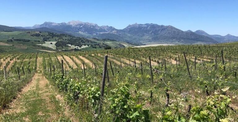 From Marbella: Ronda Tour Wineries Tour with Lunch - An In-Depth Look at the Tour Experience