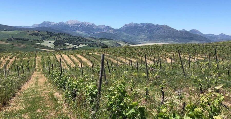 From Marbella: Ronda Tour Wineries Tour with Lunch - An In-Depth Look at the Tour Experience