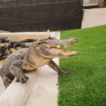 From Miami: Everglades, Wildlife Show, & Hop-on Hop-off Tour - The Hop-on Hop-off Tour: Miami’s Highlights at Your Pace