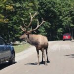 From Montreal: Omega Park Wildlife Safari Calling Sounds - Final Thoughts