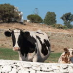 From Mykonos: Ano Mera Farm Tour - Pricing and Value