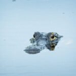 From Naples: 10,000 Islands Boat Trip & Everglades Walk! - The Sum Up