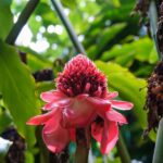 From Oahu: Kauai Waimea Canyon and Koke'e Adventure Tour - What Makes This Tour Valuable?