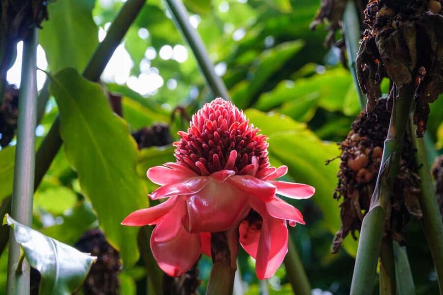 From Oahu: Kauai Waimea Canyon and Koke'e Adventure Tour - What Makes This Tour Valuable?