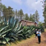 From Oaxaca: Sierra Norte Hike & Indigenous Village Full-Day - Why This Tour Offers Good Value
